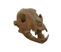 Crâne de chien domestique