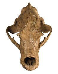 Crâne d'ours brun