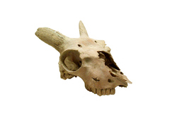 Crâne de chèvre domestique