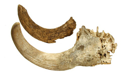 Crâne et cheville osseuse d'aurochs