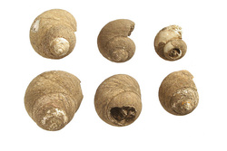 Coquillages Osilinus lineatus (monodonte)